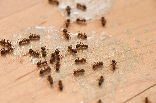 Best Residential Pest Control  in East Berwick, PA