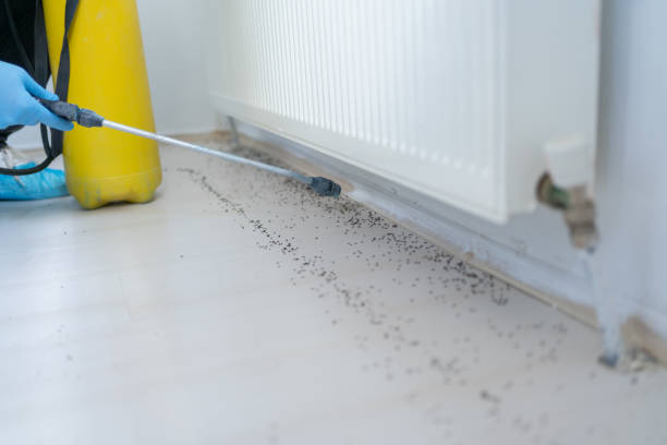 Best Termite Control Services  in East Berwick, PA